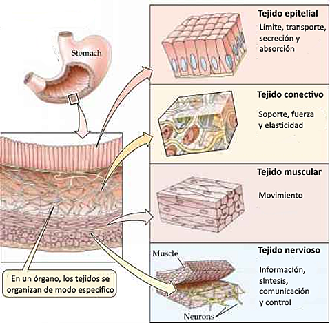 MARIE FRANCOIS XAVIR BICHAT Y PHILLIPPE PINEL