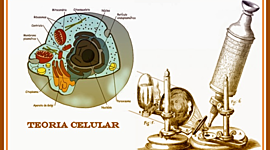 Timeline: TEORÌA CELULAR