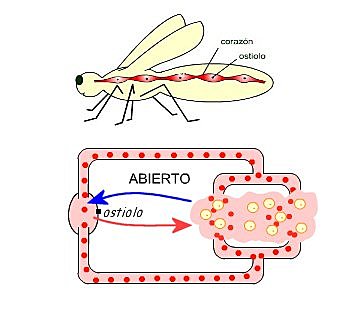 Sistema Circulatorio Abierto