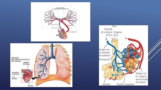 Respiración Externa