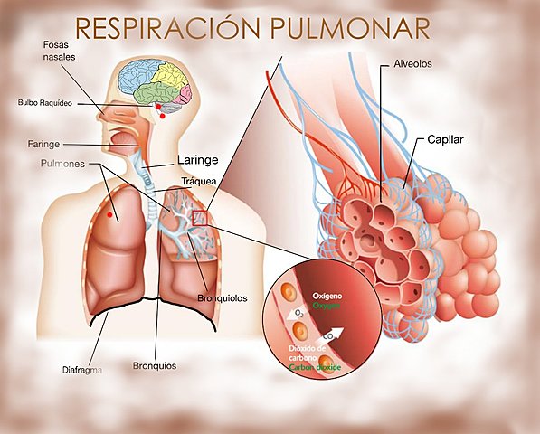 Respiración Pulmonar