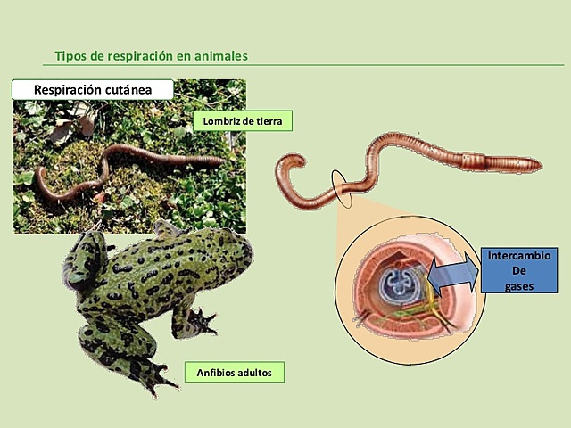 Respiración Cutánea