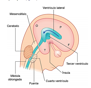 Neuroplasticidad: Mayor capacidad de adaptación o readaptación a los cambios externos e interno
