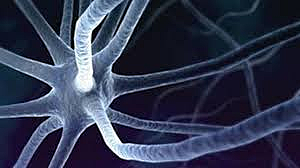 Cuidados del cerebro en el desarrollo de la etapa inicial