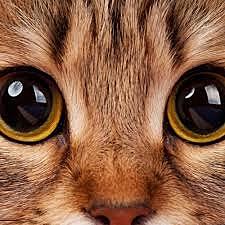 el primer observador del fondo de ojo