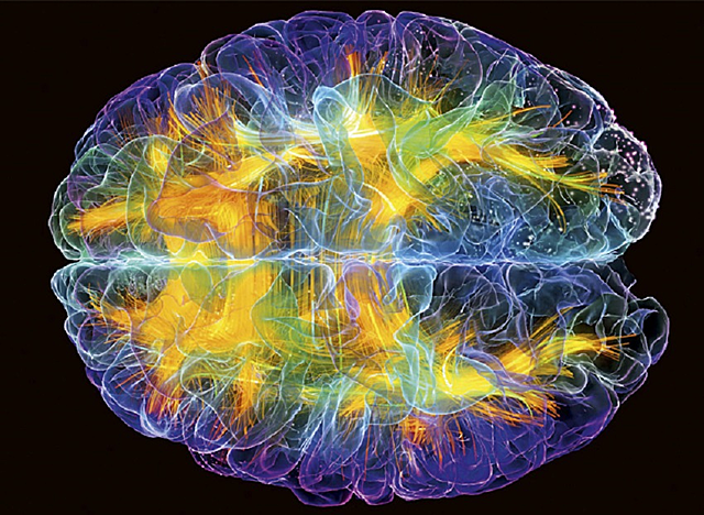 Ejercicio físico en relación con la función cerebral