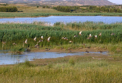 Reserva Natural: Laguna de Pitillas