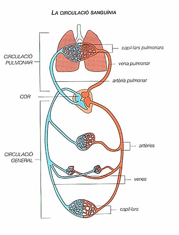 Es va descobrir que la sang circula