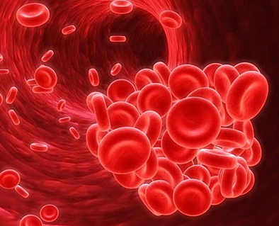 La circulació de la sang