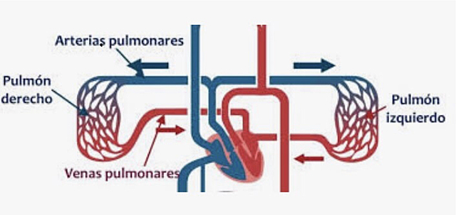 El descrubriment de la circulació de la sang