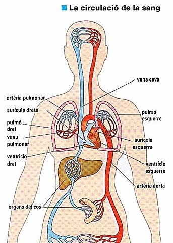 La circulacio  de la sang