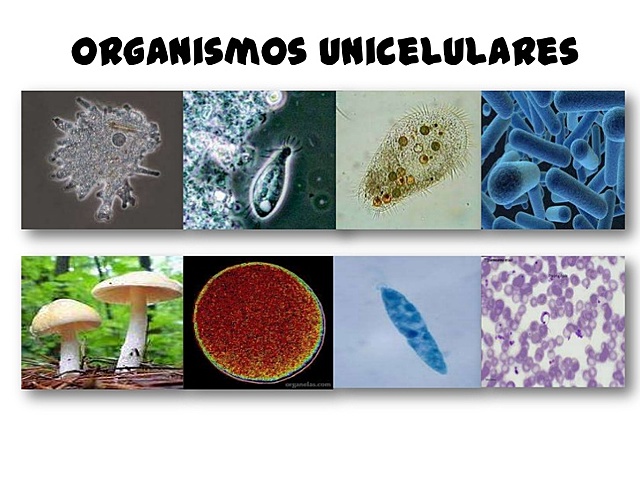 Respiración en  organismos unicelulares