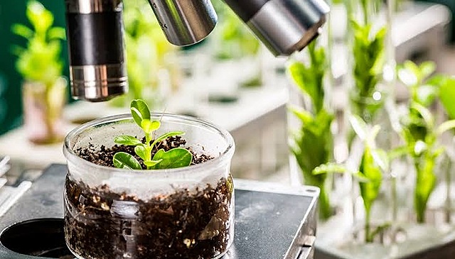 Plantas trangénicas