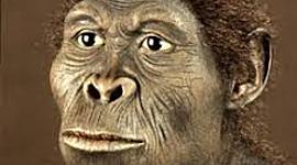 Timeline: la evolución del hombre