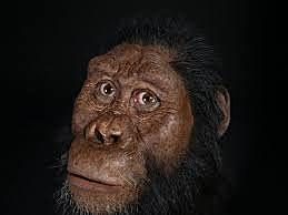 Homo Habilis