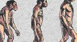 Timeline: La Evolución del hombre