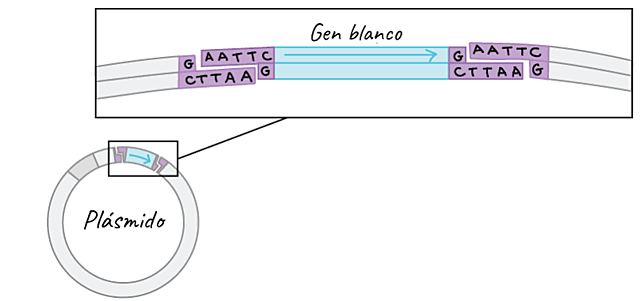 Enzimas de restricción