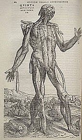 Andreas Vesalius anatomy book published