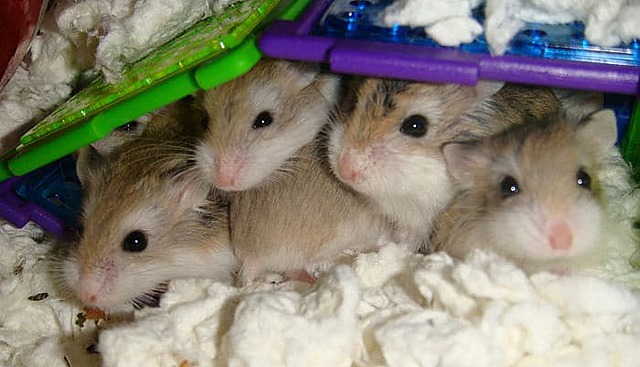 vam donar cries de hamsters