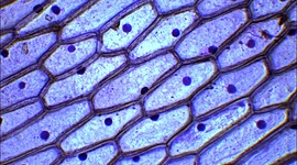 Timeline: Acontecimientos sobre la célula
