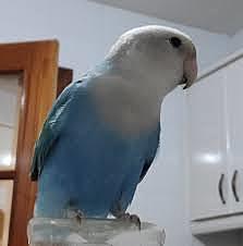 Vaig comprar un ocell