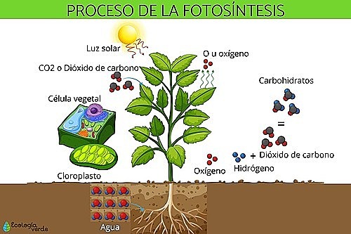 Fotosintesis (3.500 millones de años)