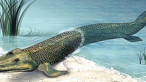 Primeros peces (500 millones de años)