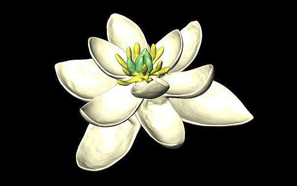 Primeras flores (65 millones de años)