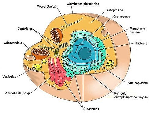 2000 millones de años (Primeras células eucariotas)