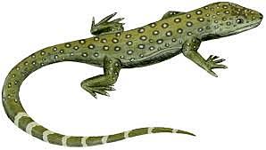 395 millones de años (primeros anfibios)