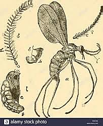 405 millones de años (primeros insectos)