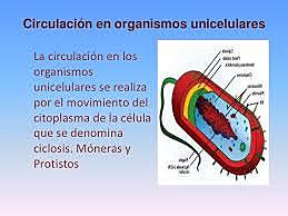 sistema circulatorio unicelular