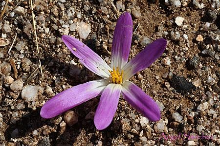 130 millones de años (Primeras flores)