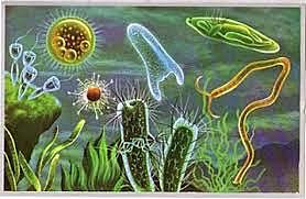 animales miltucelulares