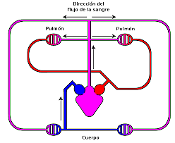 sistema circulatorio abierto