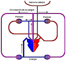 sistema circulatorio cerrado