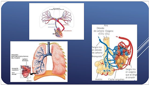 Respiración externa