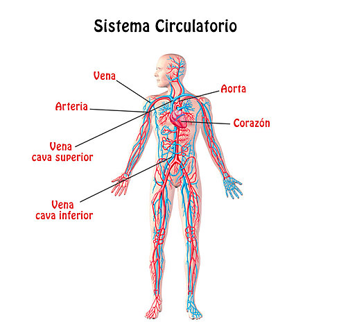 sistema circulatorio