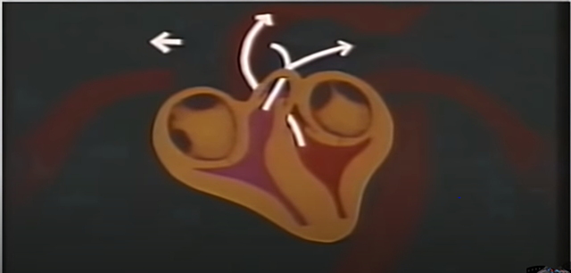 sistema circulatorio humano