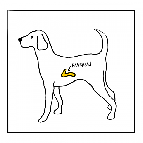 DESCUBRIMIENTO DE LA DIABETES PANCREÁTICA