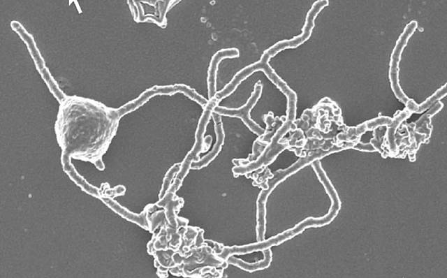 La era Arquea (Hace 3500 millones de años)