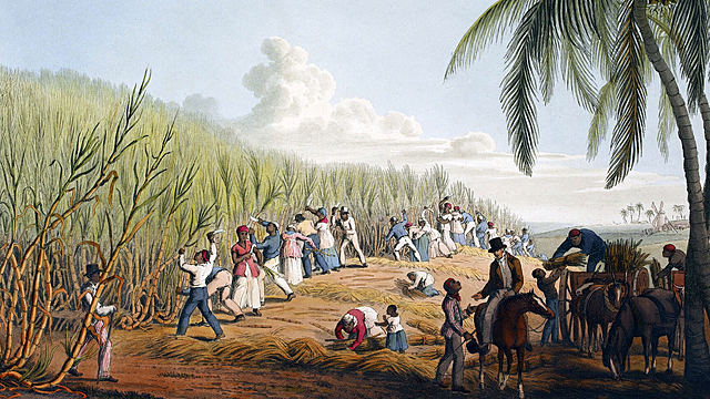 PRODUCCIÓN DE LA CAÑA DE AZUCAR EN COLONIAS AMERICANAS
