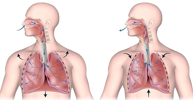 Respiración por medio de los pulmones