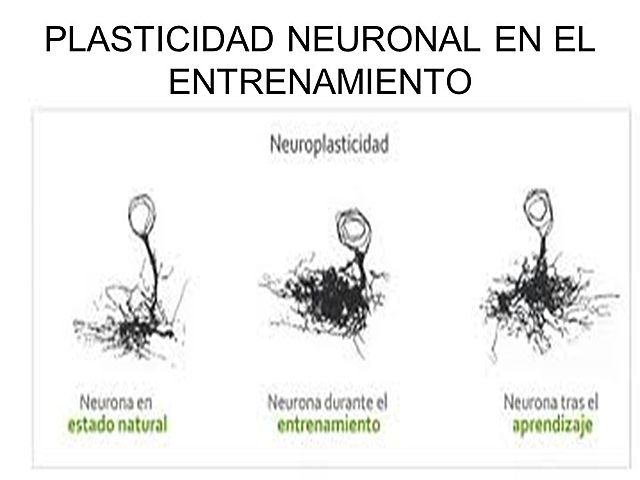 PLASTICIDAD CEREBRAL