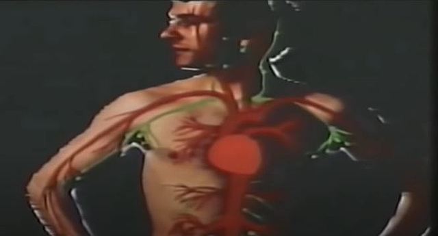 Video de sistema circulatorio