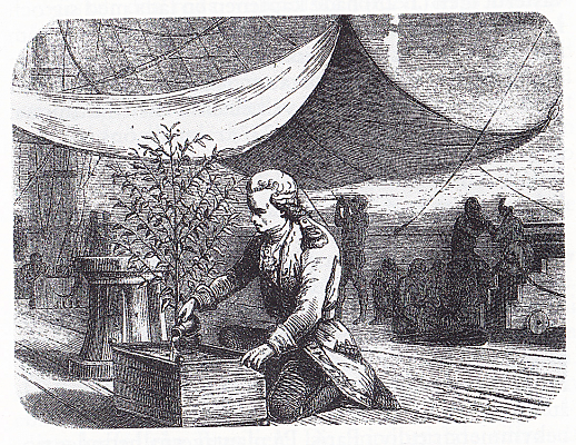 LLEGADA DEL CAFÉ A FRANCIA