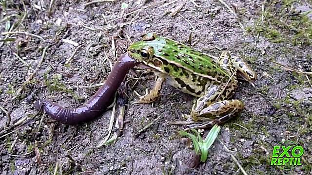 Respiración cutánea