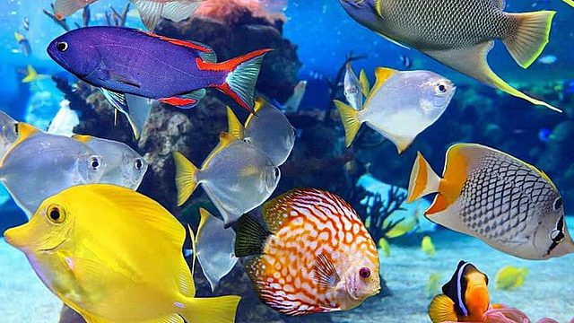 Respiración branquial