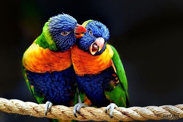 Respiración pulmonar