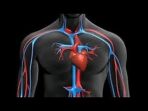 CIRCULATORY SYSTEMS WORKSHOP